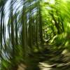Wald